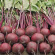 Thompson and Morgan Beetroot : Globe : Wodan F1 Hybrid Seeds