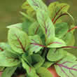 Thompson and Morgan Sorrel Blood Veined Seeds