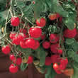 Thompson and Morgan Gartenperle Tomato Seeds