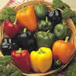 Thompson and Morgan Pepper : Sweet : Summer Salad F1 Seeds