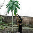 Thompson and Morgan Kale : Walking Stick Seeds