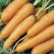 Adelaide F1 Hybrid Carrot Seeds from Thompson and Morgan
