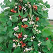 Thompson and Morgan Bean : Runner Bean : Summer Medley Seeds
