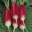 Thompson and Morgan Radish :  Flamboyant Sabina (Cylindrical) Seeds