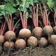 Thompson and Morgan Beetroot : Globe : Red Ace F1 Hybrid Seeds