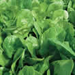 Thompson and Morgan Spinach : Fiorana F1 Hybrid Seeds