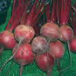 Thompson and Morgan Beetroot : Solo F1 Hybrid Seeds