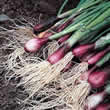 Thompson and Morgan Onion : Salad Onion Apache (Deep Purple) Seeds