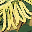 Thompson and Morgan Bean : Climbing Bean : Goldfield Seeds
