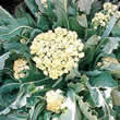 Thompson and Morgan Broccoli : Nine Star Perennial Seeds