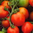 Thompson and Morgan Red Alert Tomato Seeds