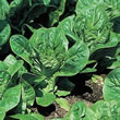 Thompson and Morgan Lettuce : Little Gem - Pearl
