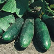 Thompson and Morgan Cucumber : Masterpiece