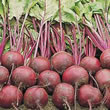 Thompson and Morgan Beetroot : Globe : Wodan F1 Hybrid