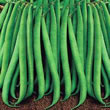 Thompson and Morgan Bean : Dwarf Bean : Delinel