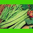 Thompson and Morgan Bean : Runner Bean : Achievement Merit