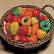 Thompson and Morgan Pepper : Chili/Hot : Tropical Heat (Atomic) Seeds