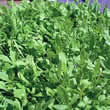 Thompson and Morgan Cress : Polycress Seeds
