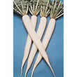 Thompson and Morgan Radish : Mooli : Tsukushi Spring Cross F1 Hybrid Seeds