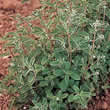 Thompson and Morgan Oregano Seeds