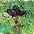 Thompson and Morgan Salad : Niche Salad Leaves Seeds