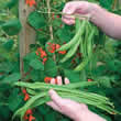 Thompson and Morgan Bean : Runner Bean : Rotbluhende (Teenie Beanie) Seeds