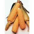 Thompson and Morgan Sweetcorn : Conquerer F1 Hybrid (Supersweet) Seeds