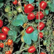 Thompson and Morgan Sweet Olive Hybrid Tomato Seeds