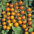 Thompson and Morgan Sungold F1 Tomato Seeds