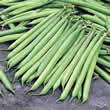 Thompson and Morgan Bean : Dwarf Bean: Opera Seeds
