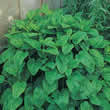 Thompson and Morgan Herb : Lemon Balm Seeds