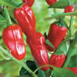 Thompson and Morgan Pepper : Chili/Moderate : Padron (The Tapas Pepper) Seeds