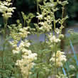 Thompson and Morgan Herb : Meadow Sweet Seeds