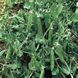 Thompson and Morgan Pea : Garden : Jaguar Seeds