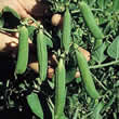 Thompson and Morgan Pea : Garden : Twinkle Seeds