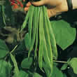 Thompson and Morgan Bean : Runner Bean : Red Rum Seeds