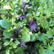 Thompson and Morgan Salad Leaves : Bright & Spicy Seeds