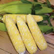 Thompson and Morgan Sweetcorn : Mirai Bicolour M302 F1 Hybrid Seeds