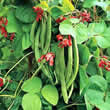Thompson and Morgan Bean : Runner Bean : Wisley Magic Seeds