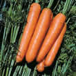 Thompson and Morgan Carrot : Ulysses F1 Hybrid Seeds