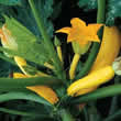 Thompson and Morgan Courgette : Soleil F1 Hybrid Seeds