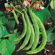 Thompson and Morgan Bean : Dwarf Runner Bean : Hestia Seeds