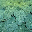 Thompson and Morgan Kale : Reflex F1 Hybrid Seeds