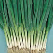Thompson and Morgan Onion : Feast F1 Hybrid Seeds