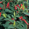 Thompson and Morgan Pepper : Chili/Hot : Super Chili Seeds