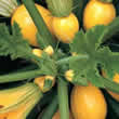 Thompson and Morgan Pumpkin : Summer Ball F1 Hybrid Seeds