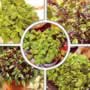 Thompson & Morgan Basil Seeds : Collection