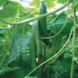 Thompson and Morgan Cucumber : Tiffany F1 Hybrid Seeds