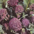 Thompson and Morgan Broccoli : Sprouting Early Purple Red Arrow Seeds
