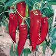 Thompson and Morgan Pepper : Tasty Grill Red F1 Hybrid Seeds